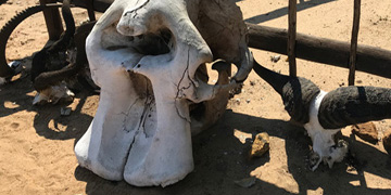 Elephant skulls and other skulls sitting against a fence in the bush.