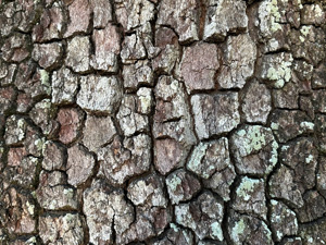 Crackle patterned tree bark