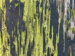 Streaks of green moss on dark wood