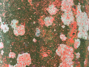 Lichens and moss on red-painted cement