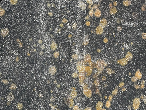 Yellow lichens on dirty concrete