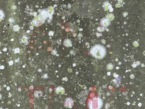 White and green lichens or moss on a filthy metal sign