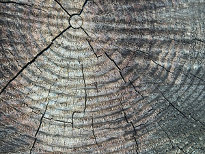 Circular wood pattern on the end of a cut log